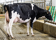 コムスター ラタニア ブルズアイ