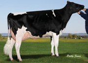 アレンサイト ジェリック モンタナ　GP81-2YR（MGS：ムゼット）