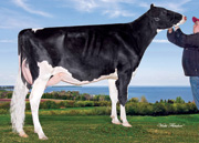 ボイリー シーバー カカウェット（MGS：ギブソン）