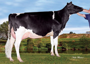 クラリ ジョーダン ペタリカ　GP81-2YR（MGS：ギブソン）