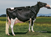 エディタル ジャック リディア　VG85-2YR（MGS：イグナイター）