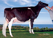 リアトリス ジョーダン メリル ET　VG85-2YR（MGS：クストー）