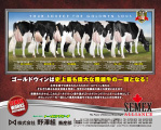 ゴールドウィン息牛