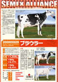 SEMEX 2012年12月成績版パンフレット